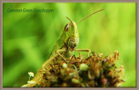 Common Green Grasshopper Omocestus Viridulus 026p Flickr