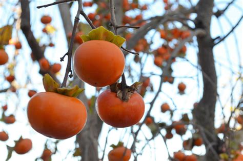 Persimmons by ayesha-saleem on DeviantArt