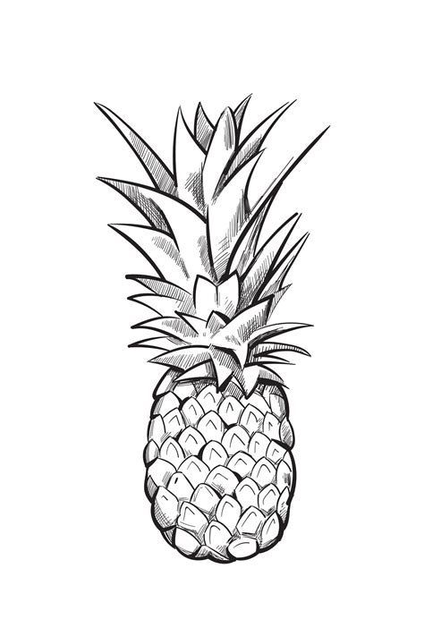 Hand Drawn Pineapple Vector Fruit By Microvector Thehungryjpeg