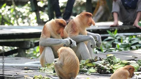 Adult Male Proboscis Monkey Nasalis Larvatus Alpha Male Is Enjoying