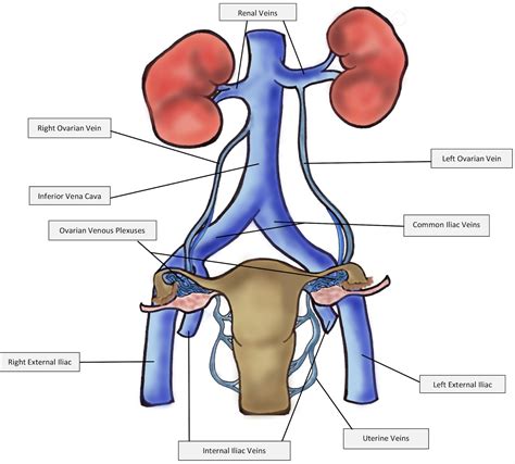 Gonadal Vein Anatomy