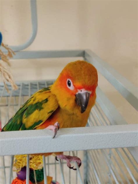 Cranky female Sun Conure less than a year old been all of sudden biting ...