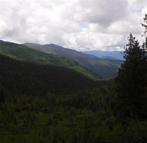 kaniksu national forest raven   parks