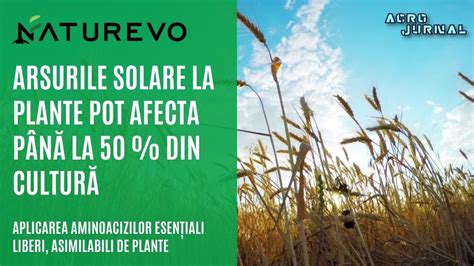 Arsurile Solare La Plante Aduc Daune I De Cum Prevenim Degradarea