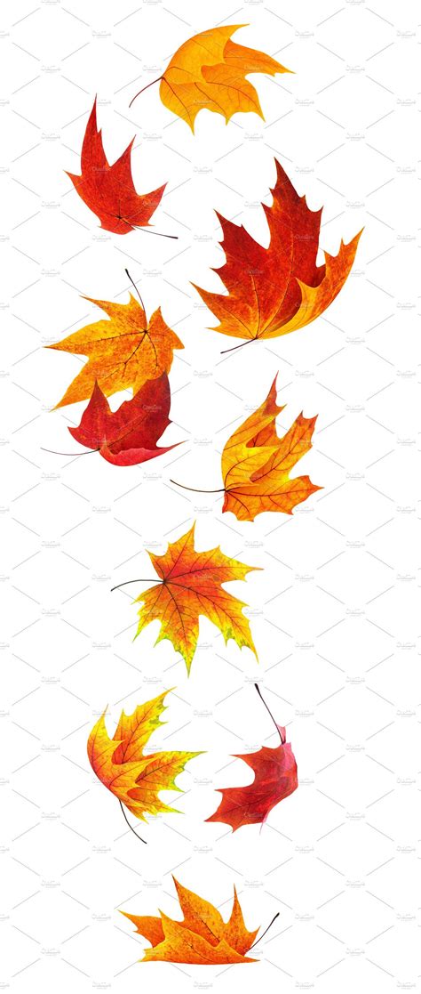 Falling maple leaves by Fruits+Veggies on @creativemarket | Fall leaves ...