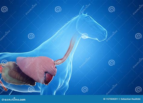 Horse Bladder Urethra Horse Equus Anatomy Isolated On White Stock