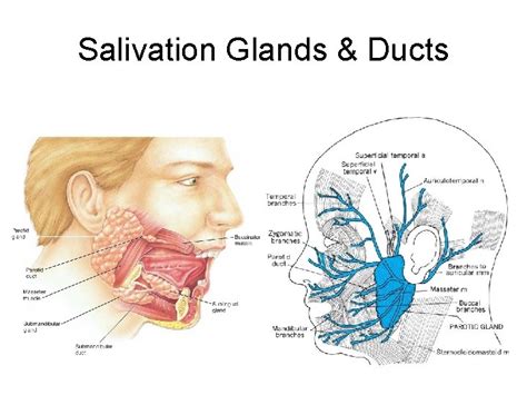 Physiology Of Mastication And Deglutition Chapter 8 Perry