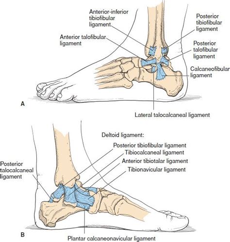 Ankle And Foot Injuries Anesthesia Key