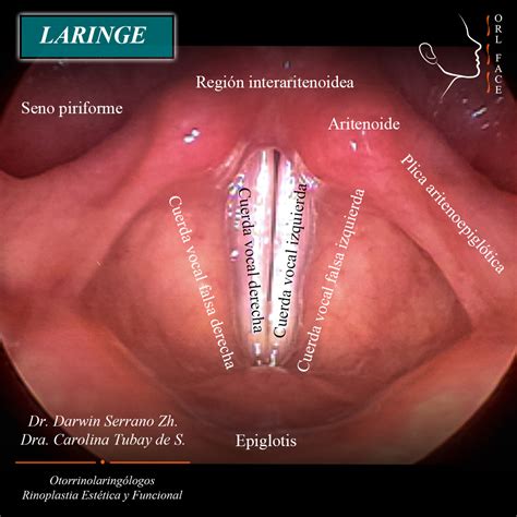 Función De Las Cuerdas Vocales Orl Face