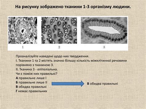 Будова тіла людини. Підготовка до ЗНО з біології.