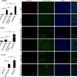 Nuclear Hormone Receptors Activate Hbv Replication In T Cells A