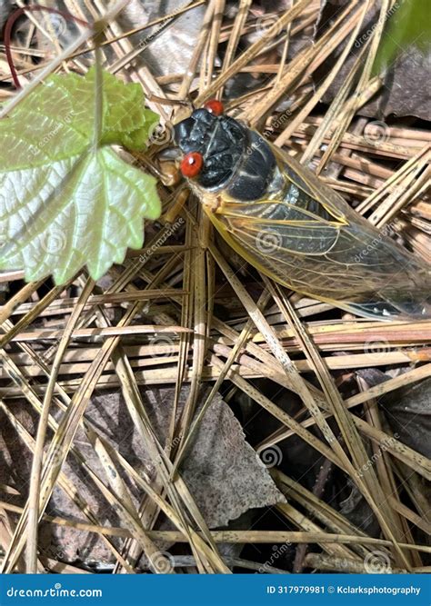 13 Year Red Eye Cicada Bug - Periodical Cicadas - Magicicada - Morgan