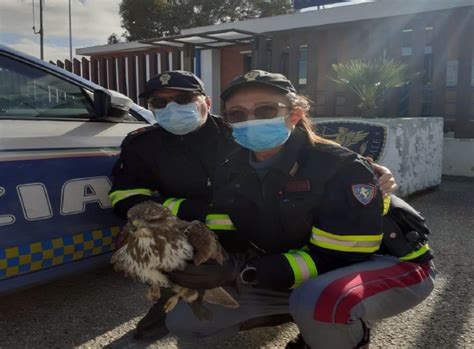 Vasto La Polizia Stradale Salva Una Poiana Ferita Rete