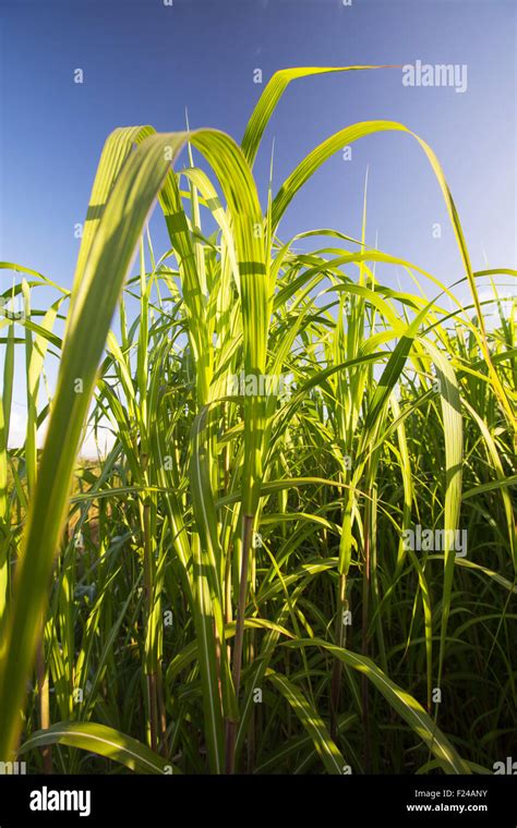 Elephant Grass Pennisetum Purpureum Being Grown As Biofuel In Chapel Amble Cornwall Uk Stock