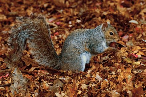 Fileeastern Grey Squirrel Beacon Hill Park Wikipedia The Free