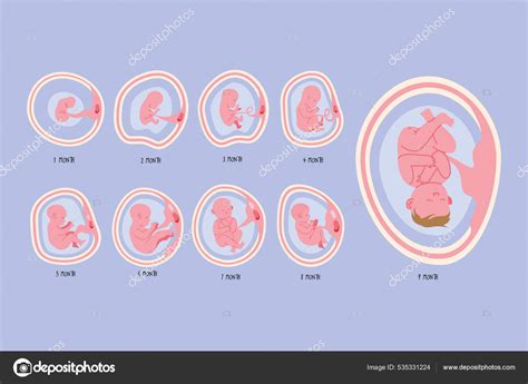 Desenvolvimento Embrionário Nove Fases Imagem Vetorial De Yupiramos