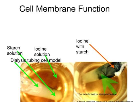 Cell Structure And Function Independent Organelles Ppt Download