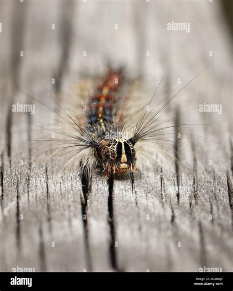 Gypsy Moth Caterpillar Hi Res Stock Photography And Images Alamy