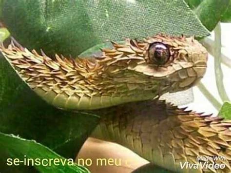 As Cobras Mais Raras Do Mundo Youtube