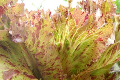 Jester Lettuce Seeds Le Potager Ornemental De Catherine