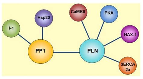 Phospholamban Regulatome Scheme Of The Multimeric Protein Complex