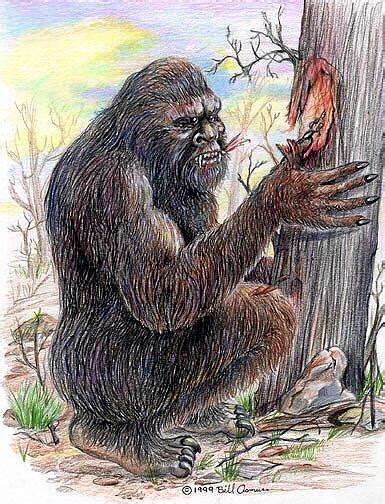 Terrifying Yowie Had ‘massive Sex Organs’ Daily Telegraph