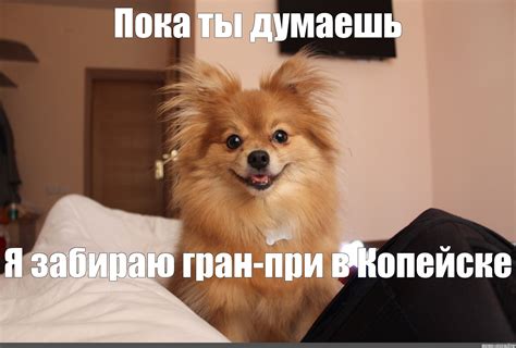 Создать мем "купить подрощенного шпица девочку, глаза шпица, средний ...
