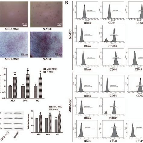 Effects Of Mir P Inhibition On The Osteogenic Differentiation Of