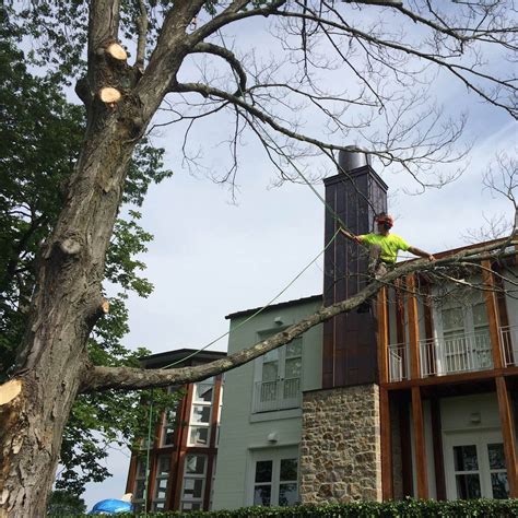 Green Mountain Tree Service Lambertville Nj