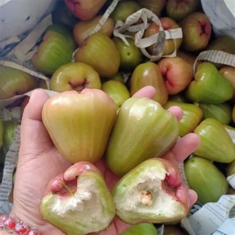 Jual Jambu Air Cincalo Hijau Kg Shopee Indonesia