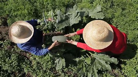 Reforma Agr Ria Agroecologia E Desmatamento Zero Mst Lan A Carta Ao