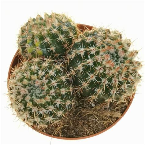 Notocactus Submammullosus F Variegata Cm Cactaceae Giromagi