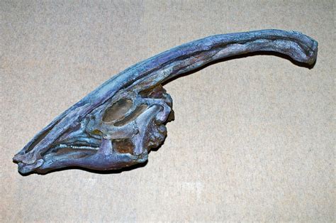 Parasaurolo Dinosaur Skull Fossil Photograph By Millard H Sharp Pixels