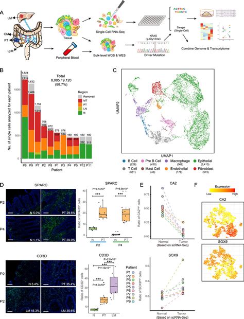 Single Cell Genomic And Transcriptomic Landscapes Of Primary And