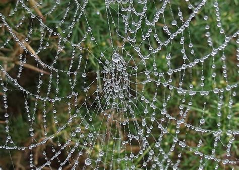 Deposit of fog droplets | International Cloud Atlas