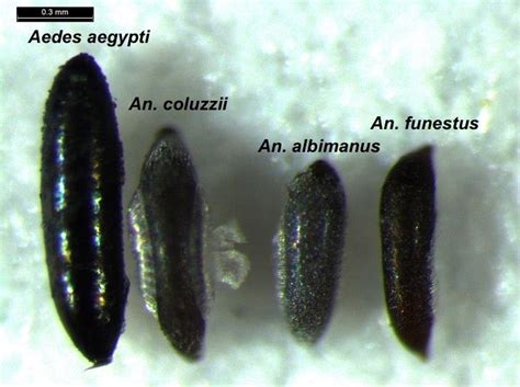 Morphology Of Eggs Differs Dramatically Among Anophelines Eggs Of The