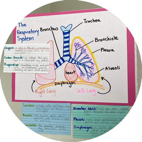 Human Anatomy and Physiology | Learn With Liann