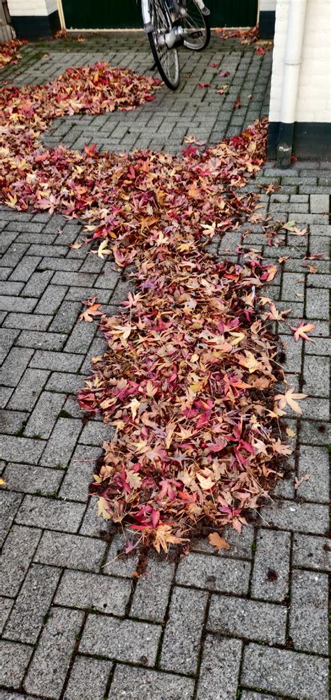 Map of Florida except it is actually a pile of leaves on my driveway