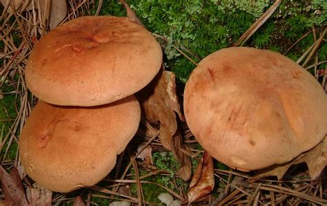 Phylloporus Rhodoxanthus The Ultimate Mushroom Guide