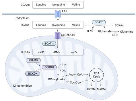 The Role Of Branched Chain Amino Acids Metabolic Disorders, 56% OFF