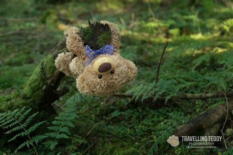 Pin von Penelope Dreadfulle auf Stuffies in the Wild Teddybären