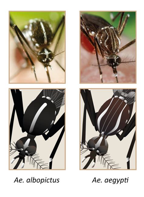 How To Differentiate A Tiger Mosquito From A Yellow Fever Mosquito With