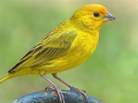 El precio de un canario amarillo Cuánto cuesta realmente Blog