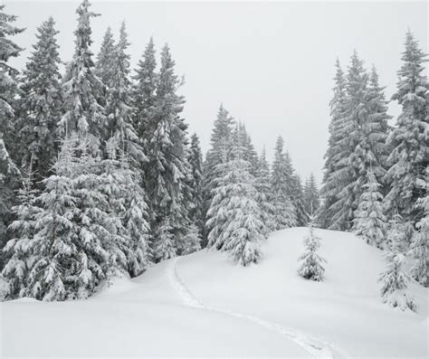 Pogoda Na Bo E Narodzenie W Gorzowie B Dzie Mokro I Ciep O