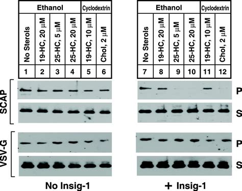 Insig Required For Sterol Mediated Inhibition Of Scap Srebp Binding To