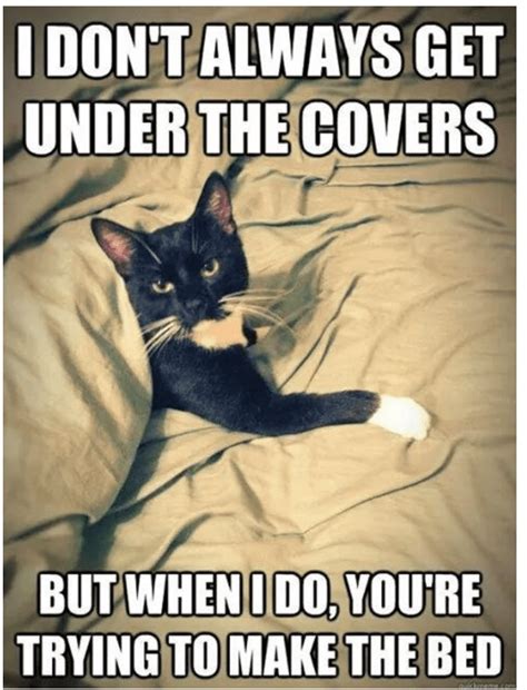 Great Cat Memes That We Think You'll Love