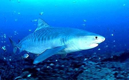 info tiger shark: Tiger Sharks In Hawaii