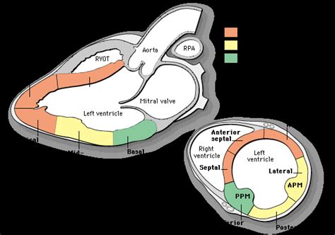 Atlas Of Echocardiography Heart Anatomy Diagnostic Medical