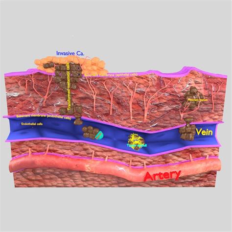 ArtStation - 3D cancer metastasis spread model | Resources