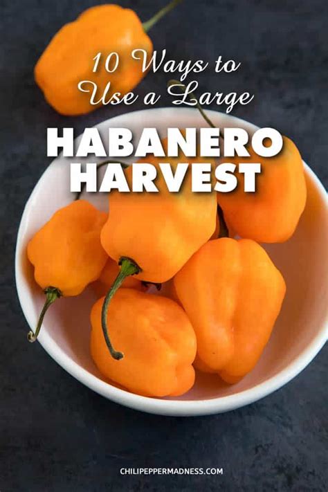 10 Ways to Use a Large Habanero Pepper Harvest - Chili Pepper Madness